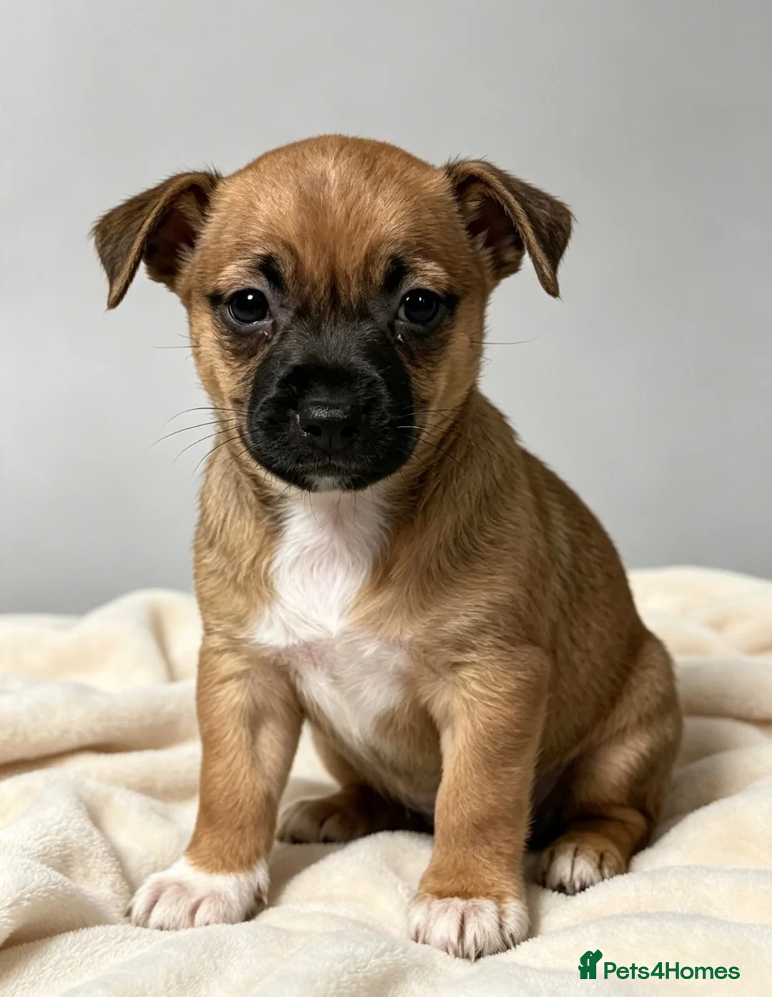 Jack Russell dogs for sale: Pedigree Miniature Jack Russel terrier  - Advert 6