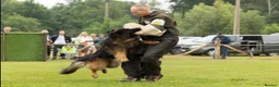 German Shepherd dogs for sale: Long haired German shepherd puppies  in Stoke-on-Trent - Advert 18