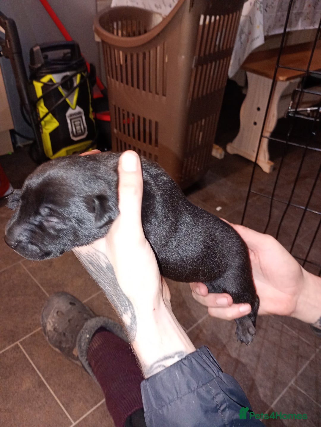 Mixed Breed dogs for sale: 3/4 Labrador 1/4 Shar pei - Advert 1