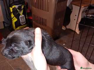 Mixed Breed dogs 3/4 Labrador 1/4 Shar pei - Advert 1