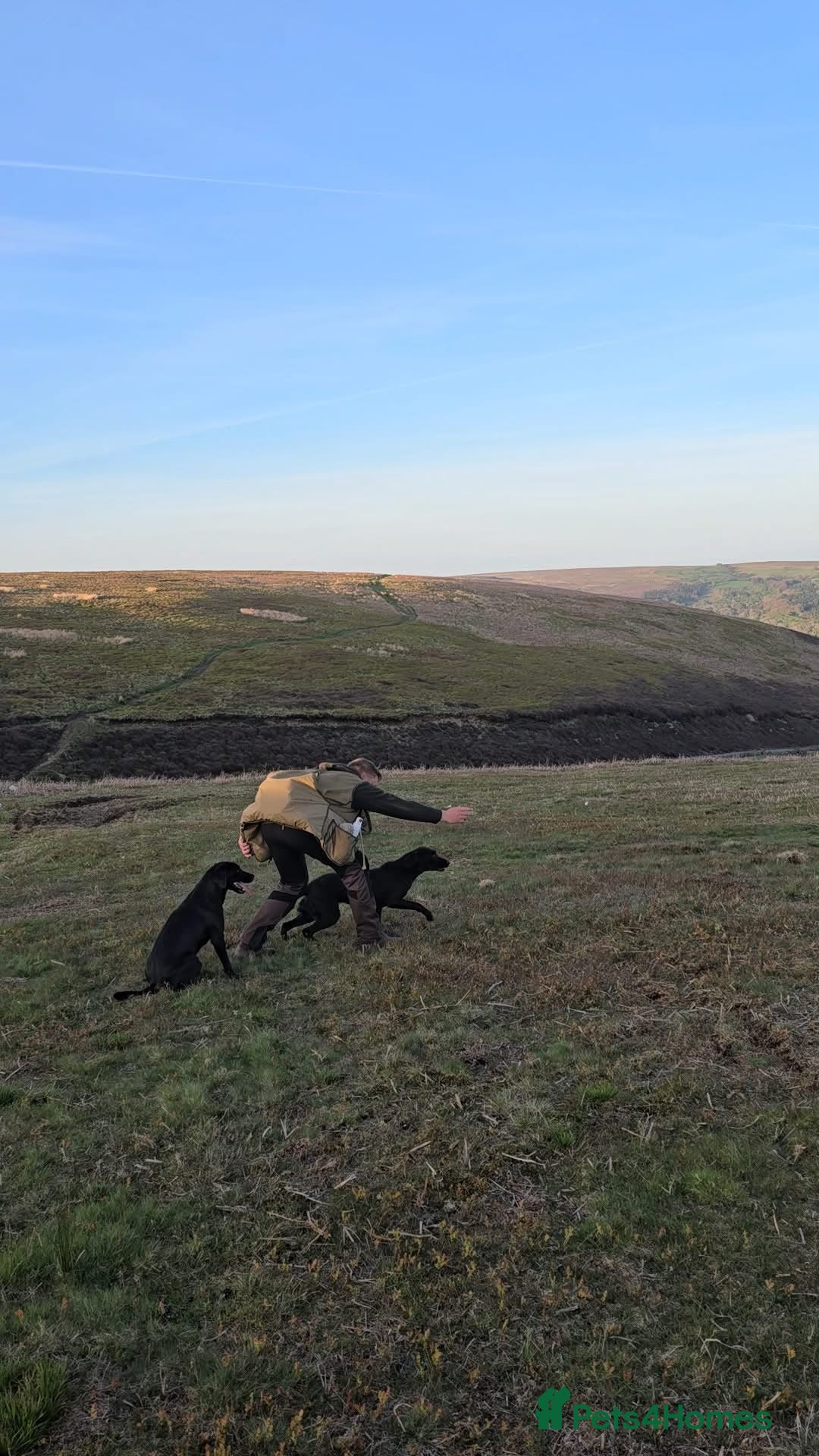 Labrador Retriever dogs for sale: KC Working Labrador Bitch - Advert 14