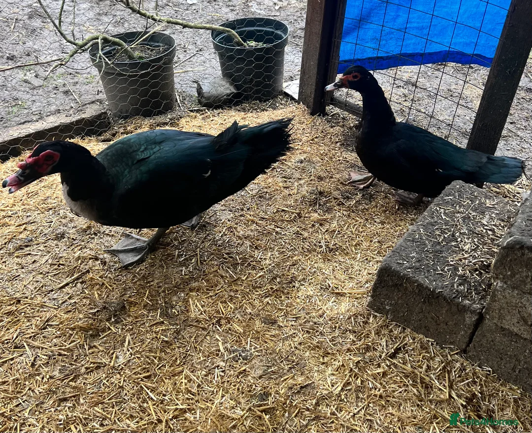 Ducks poultry for sale: Pre-order - Black Muscovy Duck Hatching eggs - Advert 2