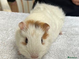 Guinea Pig rodents Lovely baby guinea pigs for sale - Advert 14