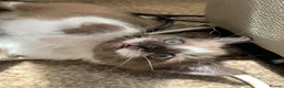Mixed Breed cats for sale: Half sphynx half British shorthair kittens  in Crawley - Advert 4