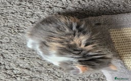 Mixed Breed cats for sale: Mix breed kittens  - Image 2