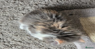 Mixed Breed cats - Advert 3