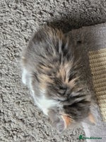 Mixed Breed cats - Advert 14