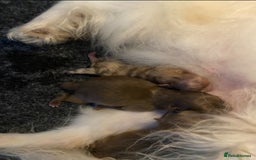 Pomeranian dogs for sale: 3 outstanding Pomeranian puppies  - Image 6