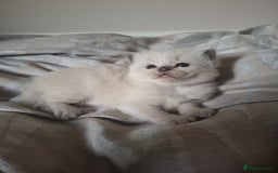 Ragdoll cats for sale: 🩵Blue Point KITTENS for sale!🩵 - Image 11
