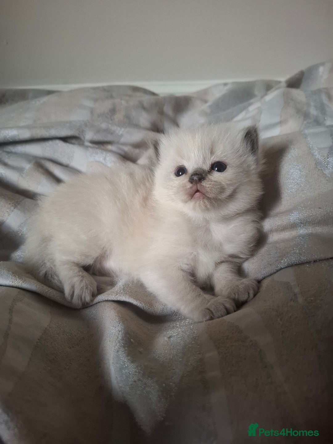 Ragdoll cats for sale: 🩵Blue Point KITTENS for sale!🩵 - Image 11