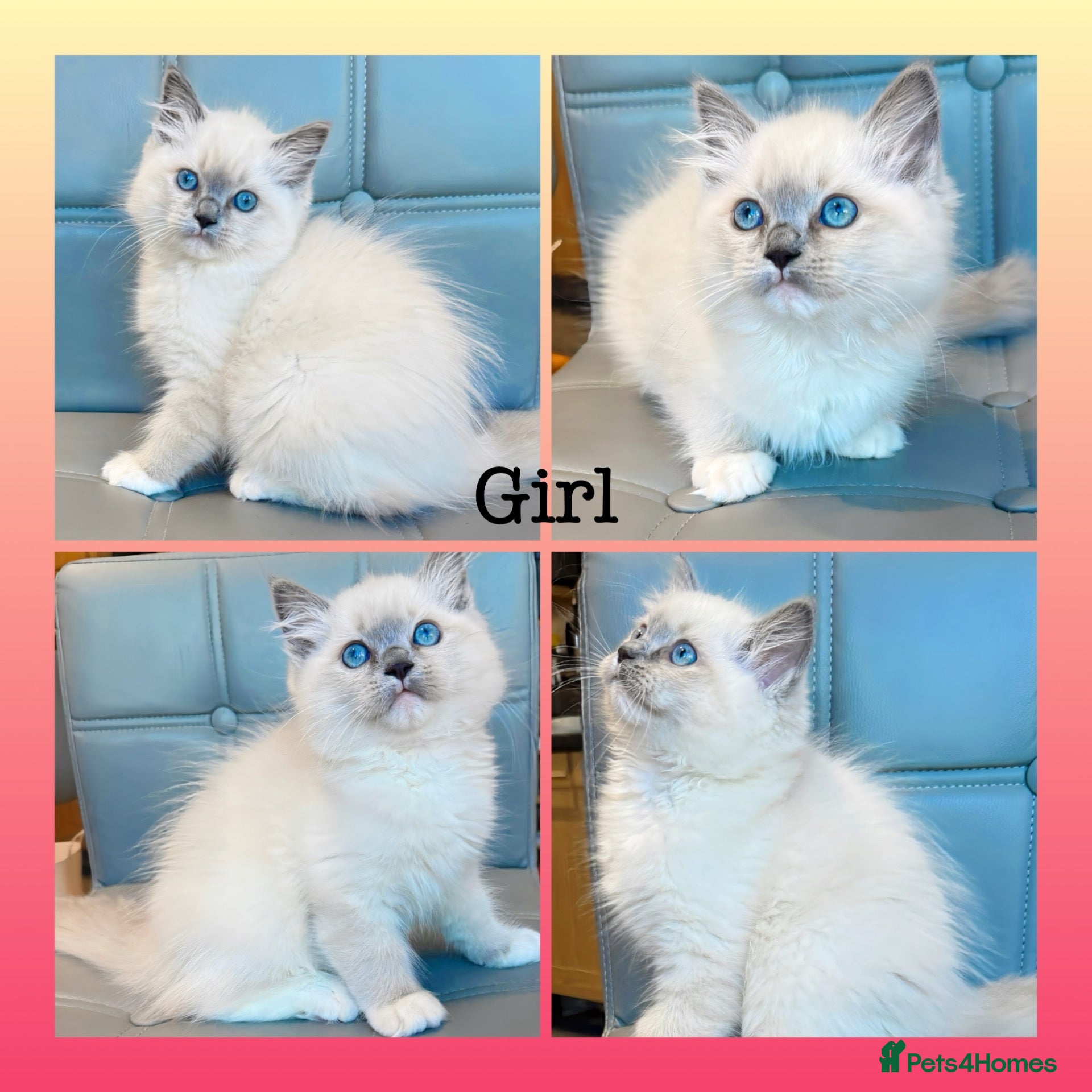 Ragdoll cats Pure Ragdoll kittens Registered and DNA tested  - Advert 1
