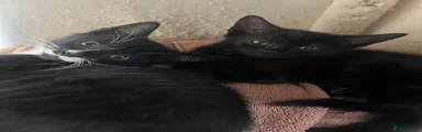 All black