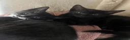 Mixed Breed cats for sale: Tuxedo and tabby kittens for new homes - Advert 5