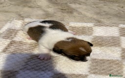 Jack Russell dogs for sale: Tri short legged jack Russell puppies - Image 7