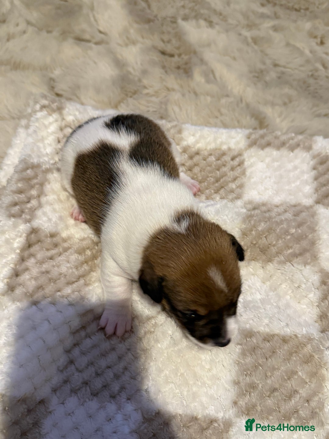 Jack Russell dogs for sale: Tri short legged jack Russell puppies - Image 7