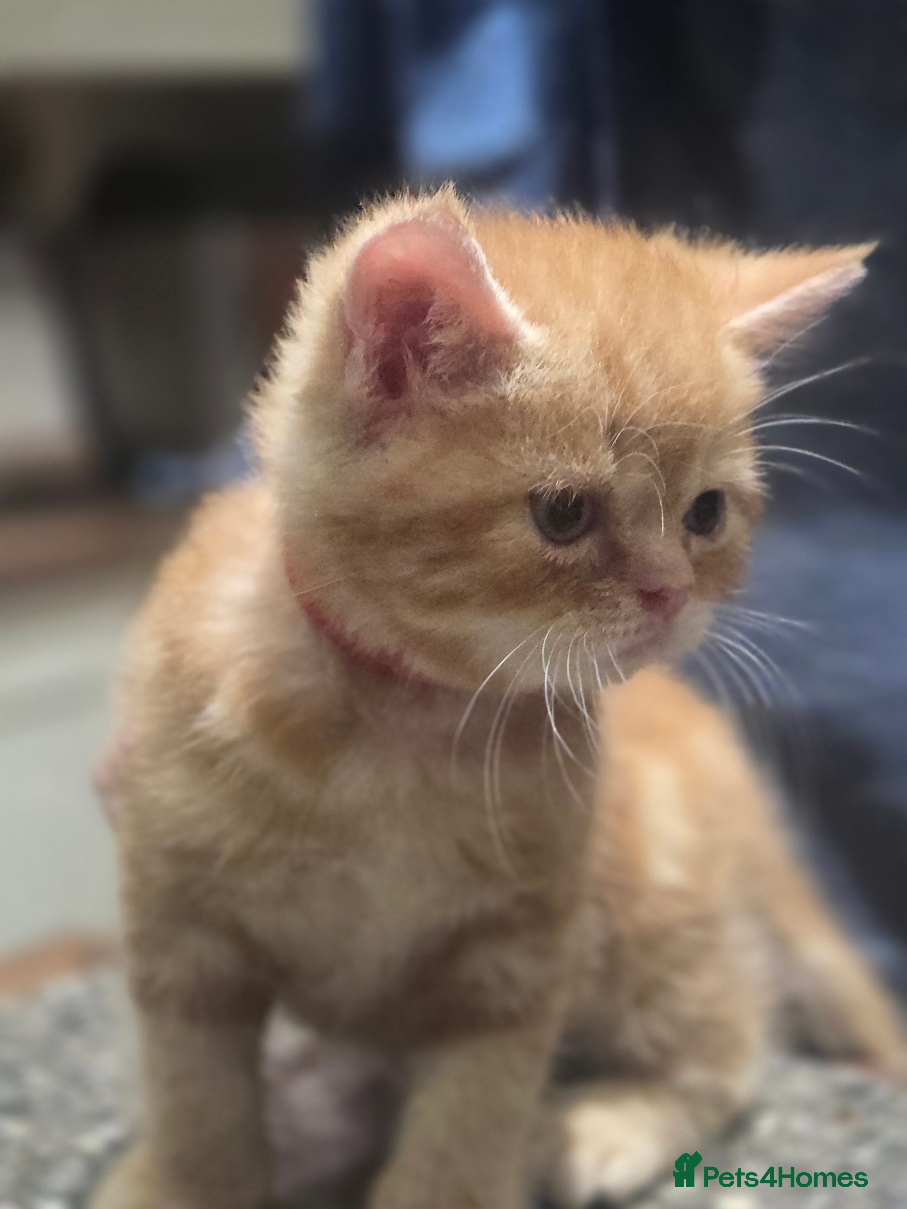 Persian cats for sale: Persian Cross tabby kittens for sale  in Warminster - Advert 18