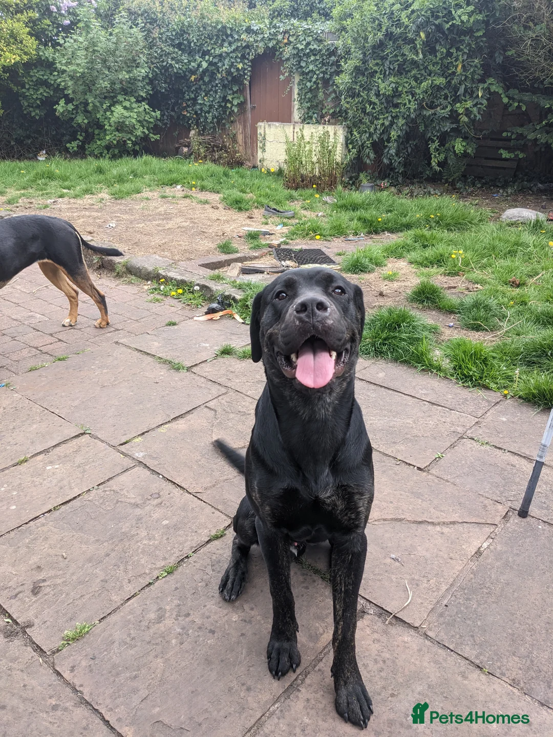 Mixed Breed dogs for sale: Nigel rotticorso.  - Advert 2