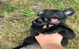 Labrador Retriever dogs for sale: READY NOW. LABRADOR PUPPIES. HEALTH CHECKS DONE  - Image 7