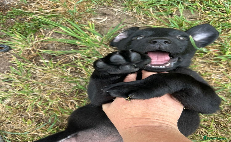 Labrador Retriever dogs - Advert 9