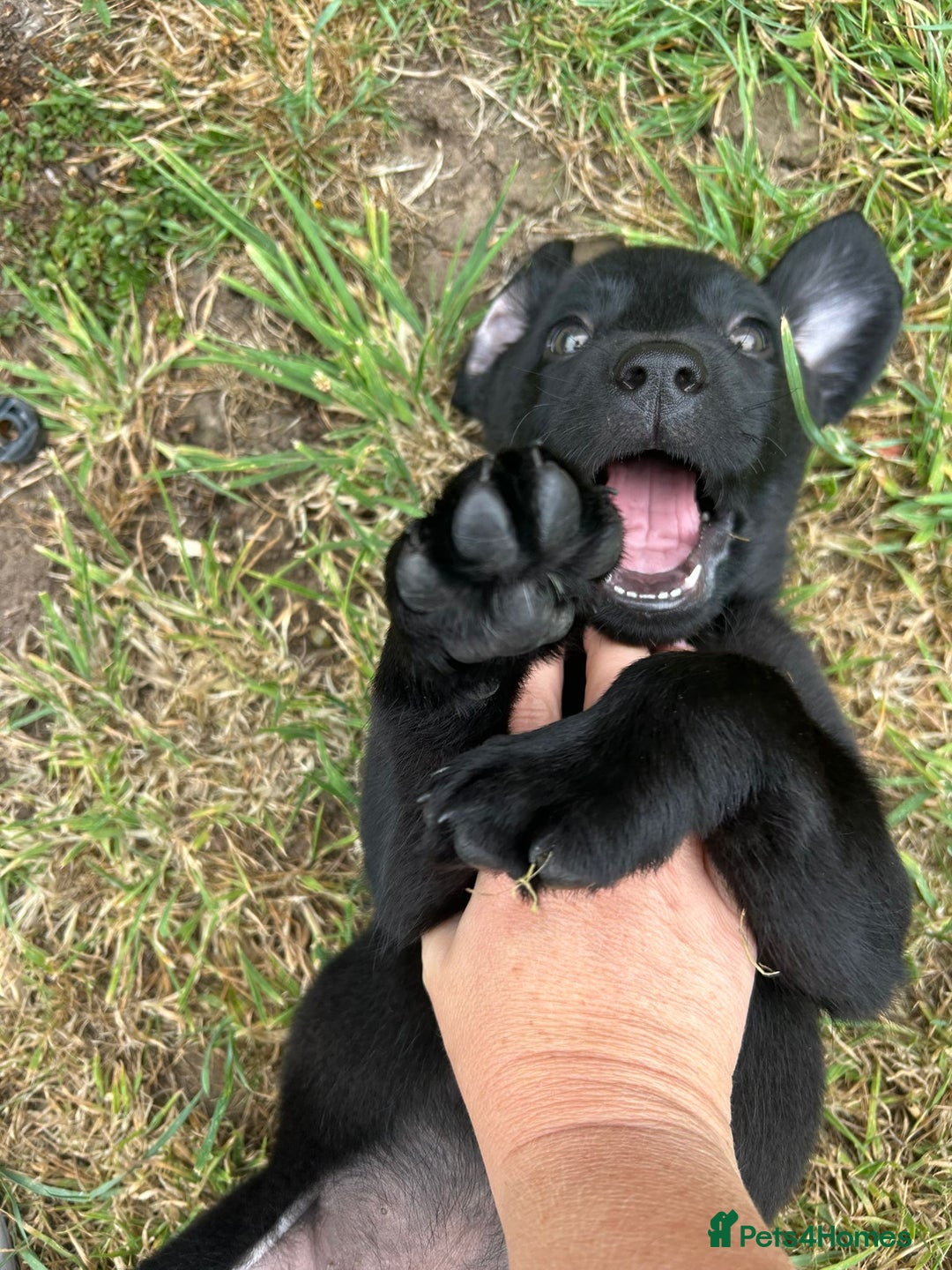 Labrador Retriever dogs for sale: READY NOW. LABRADOR PUPPIES. HEALTH CHECKS DONE  - Image 7