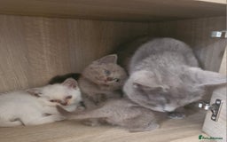 British Shorthair cats for sale: Very beautiful British Shorthair Kittens  - Image 3