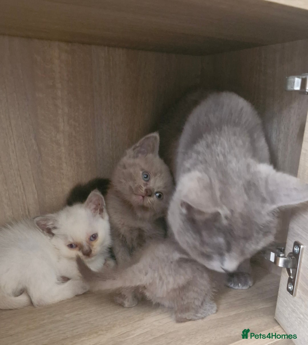 British Shorthair cats for sale: Very beautiful British Shorthair Kittens  - Image 3
