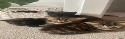 Mixed Breed cats for sale: Gorgeous Healthy Kittens  - Advert 2