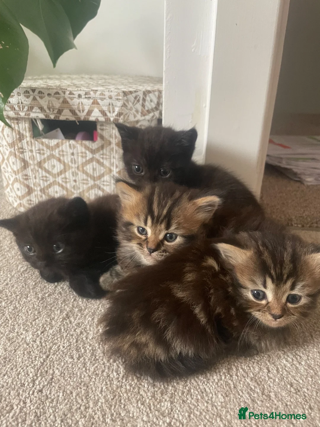 Mixed Breed cats for sale: Gorgeous Healthy Kittens  - Advert 2