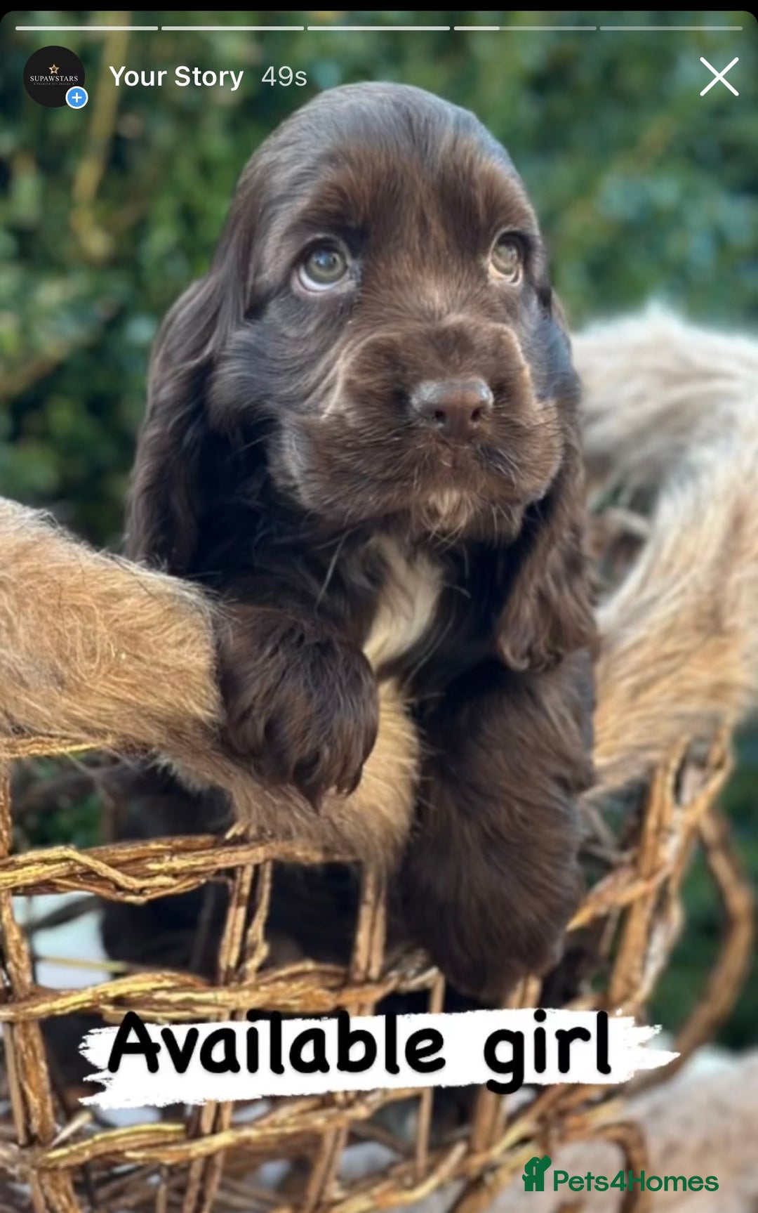 Cocker Spaniel dogs for sale: Stunning show cocker spaniels  - Advert 8