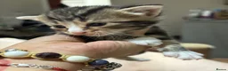 Mixed Breed cats for sale: Adorable Bengal x Shorthair Kittens - Advert 15