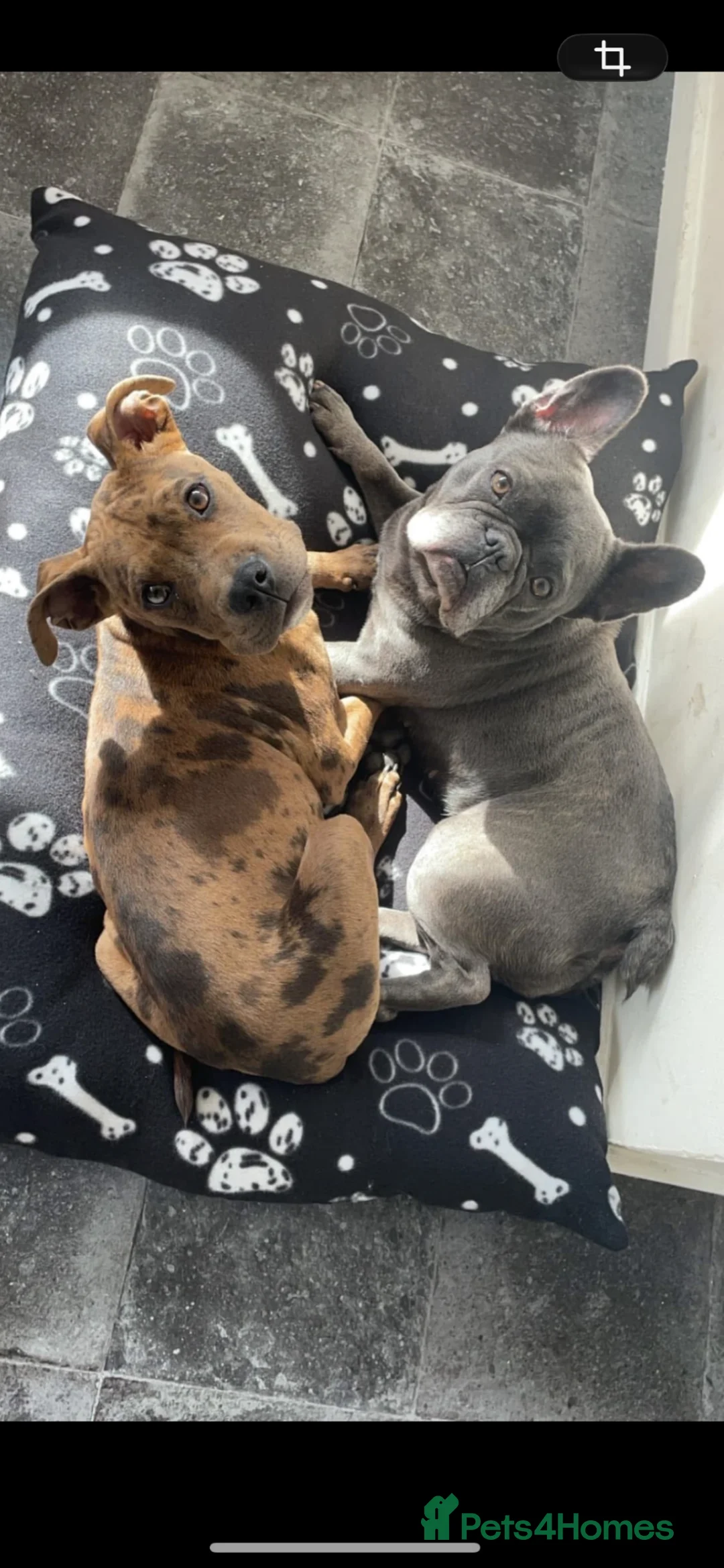 Mixed Breed dogs for sale: Bull cross male  in Doncaster - Advert 1