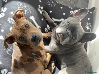 Mixed Breed dogs Bull cross male - Advert 11