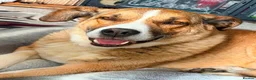 Mixed Breed dogs for adoption: Meet Duke 🐾 - Advert 2