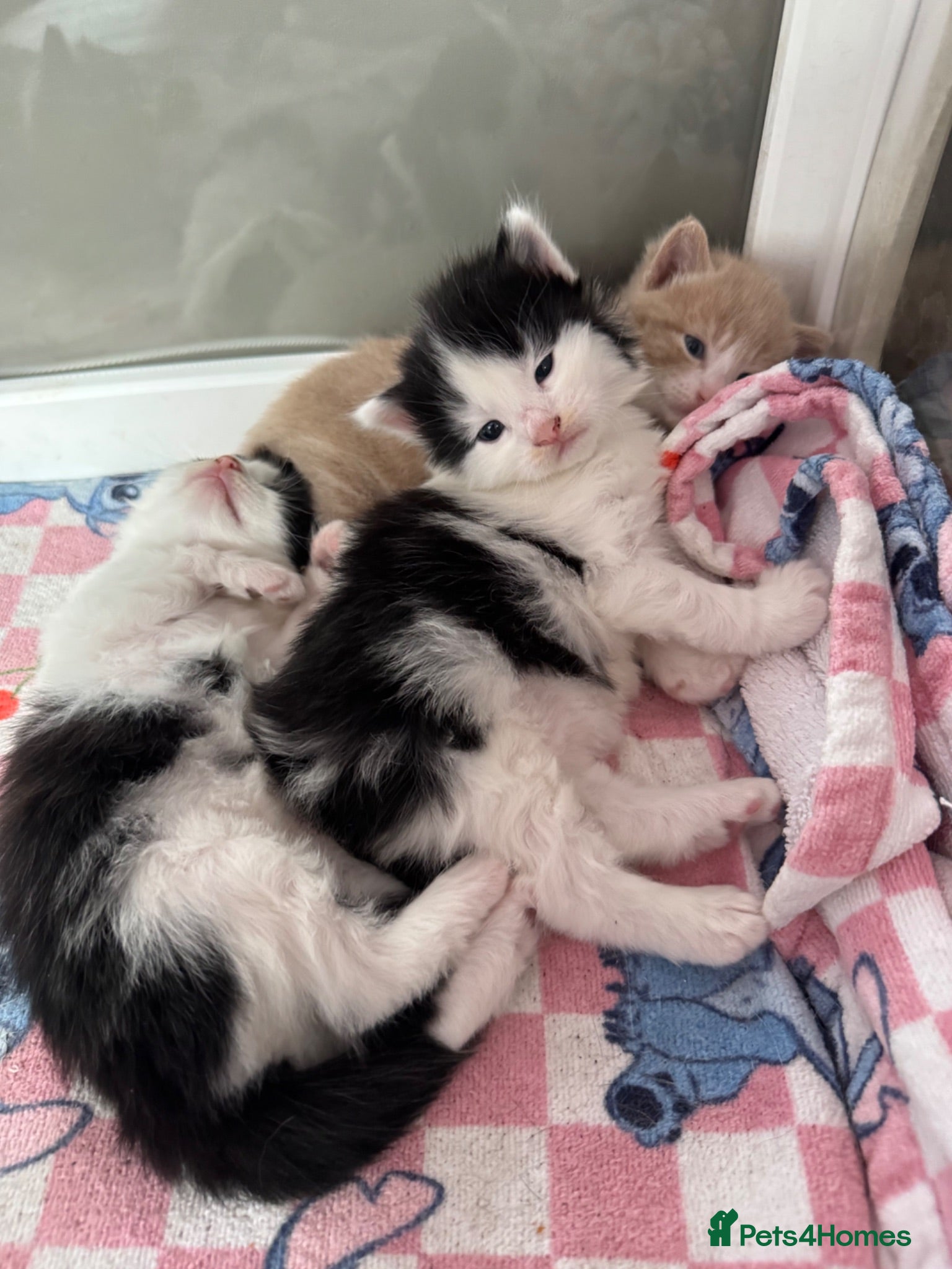 Mixed Breed cats Beautiful half Maine coon ginger and grey kittens  - Advert 9