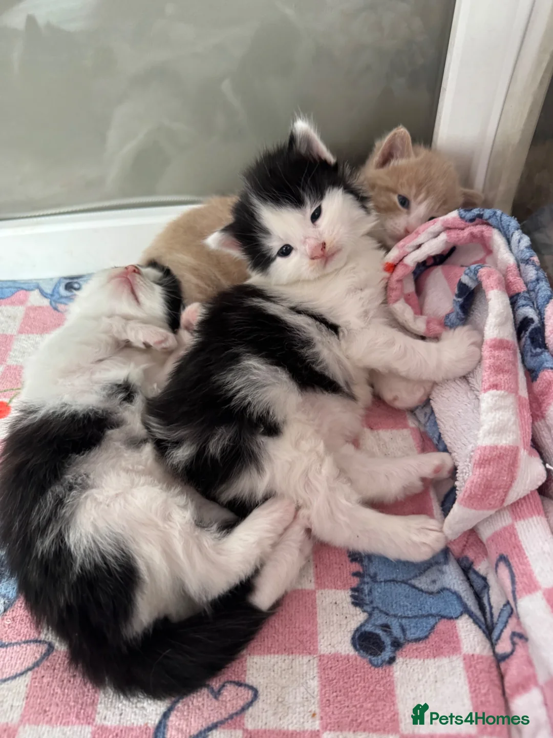 Mixed Breed cats for sale: Beautiful half Maine coon ginger and grey kittens  - Advert 1
