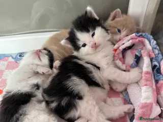 Mixed Breed cats Beautiful half Maine coon ginger and grey kittens - Advert 9