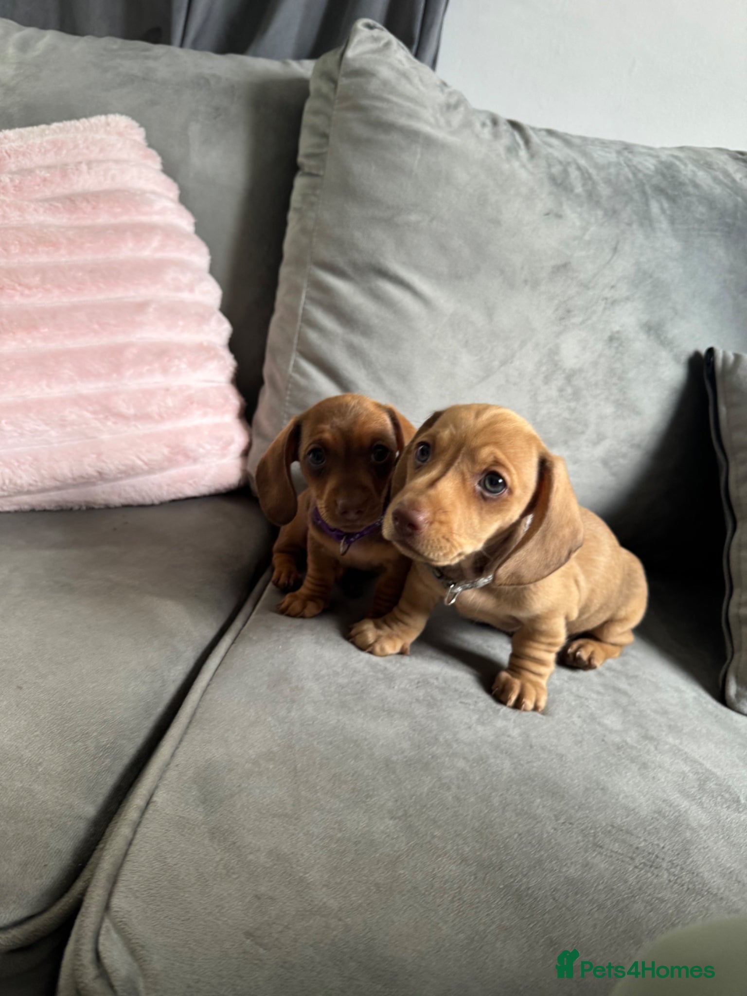 Miniature Dachshund dogs Beautiful Miniature Dachshound Puppies  - Advert 20