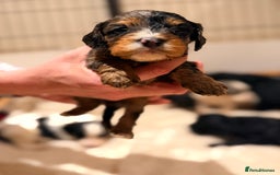 Cavapoo dogs for sale: Exceptional examples of top class cavapoo puppies  - Advert 2