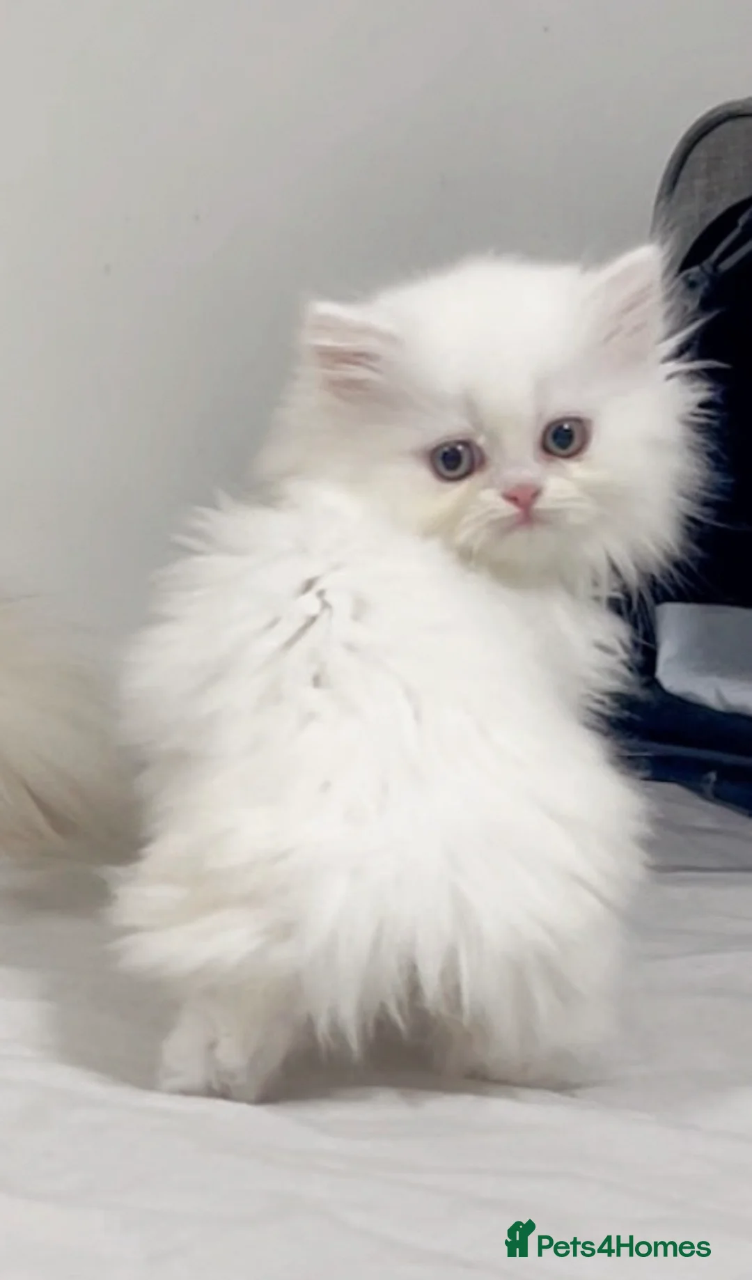 Persian cats for sale: Beautiful White Persian Kitten Fully Vaccinated - Advert 10