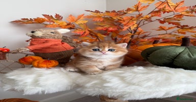 British Shorthair cats - Advert 6