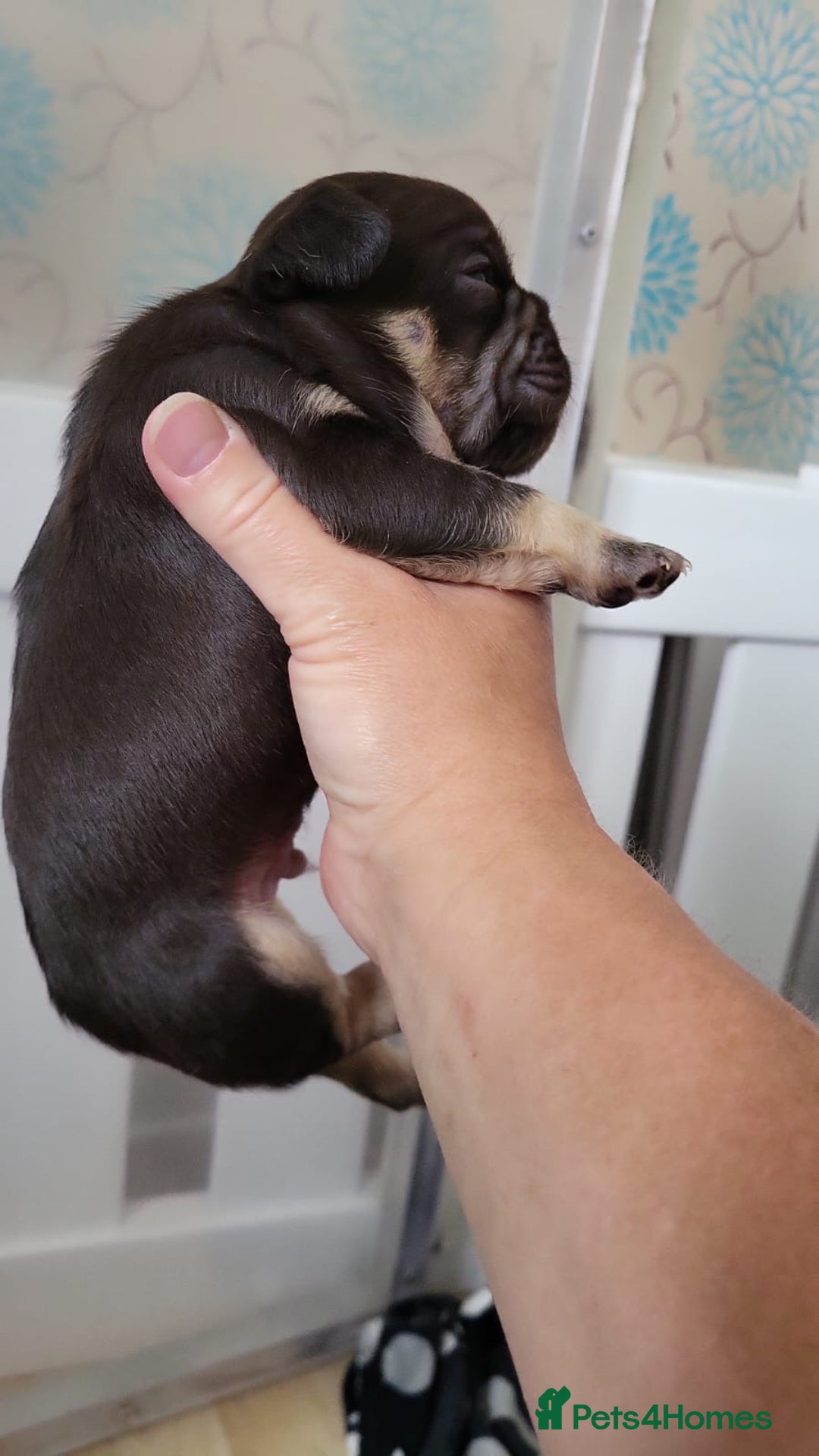 French Bulldog dogs for sale: Frenchie Pups - Image 6