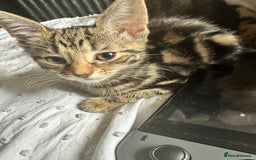 Bengal cats for sale: 5 females bengal cats  - Image 10