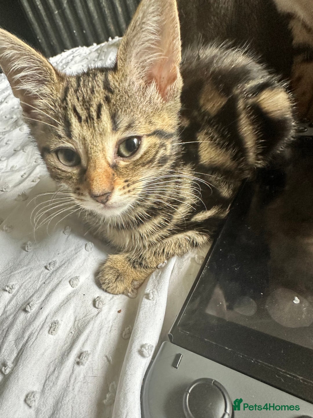 Bengal cats for sale: 5 females bengal cats  - Image 10