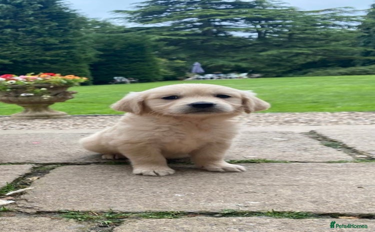 Golden Retriever dogs - Advert 1
