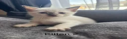 Mixed Breed cats for sale: 💖 3 beautiful girls 💖 - Advert 8