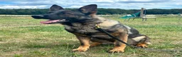 German Shepherd dogs for sale: Working line german shepherd puppies - Advert 31