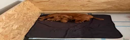 Cocker Spaniel dogs for sale: Red KC reg working cocker spaniels  in Sunderland - Advert 10