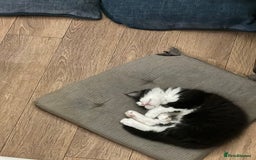 Mixed Breed cats for sale: Cuddly Kittens  - Image 10