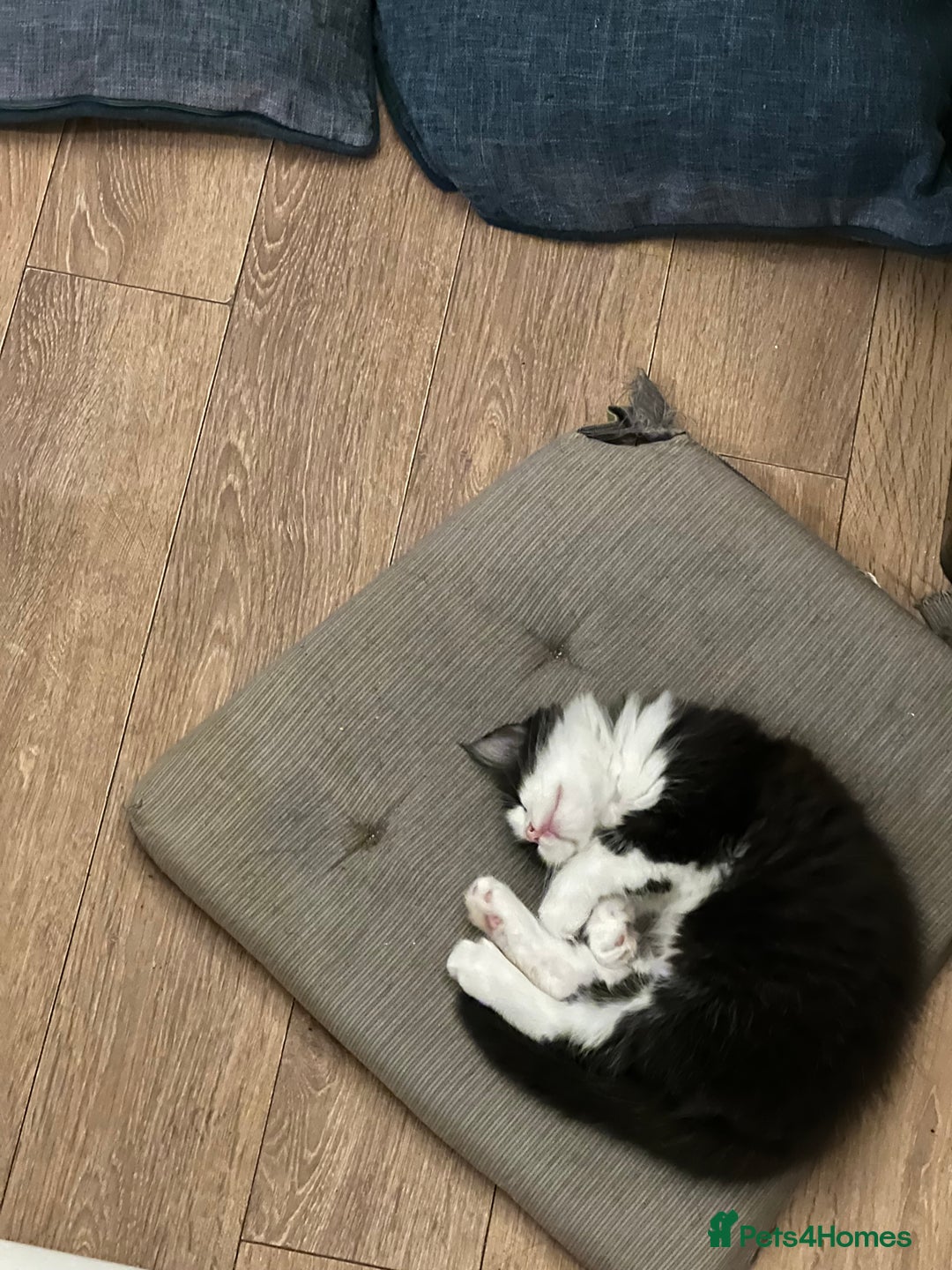 Mixed Breed cats for sale: Cuddly Kittens  - Image 10