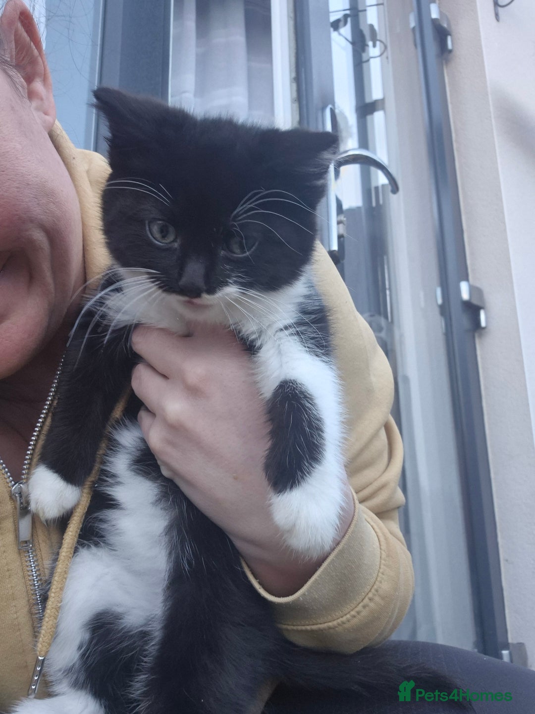 Mixed Breed cats for sale: Kittens  - Advert 8